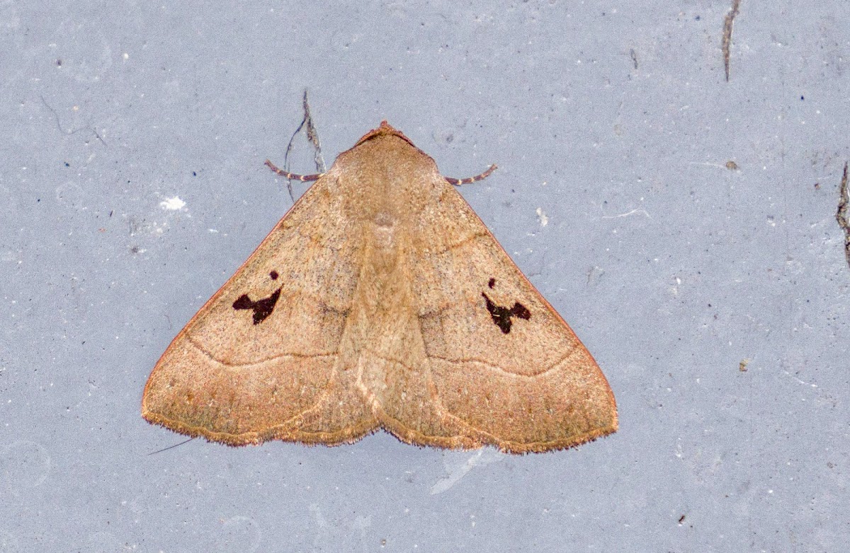 Brown Panopoda Moth