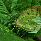 Mottled emigrant