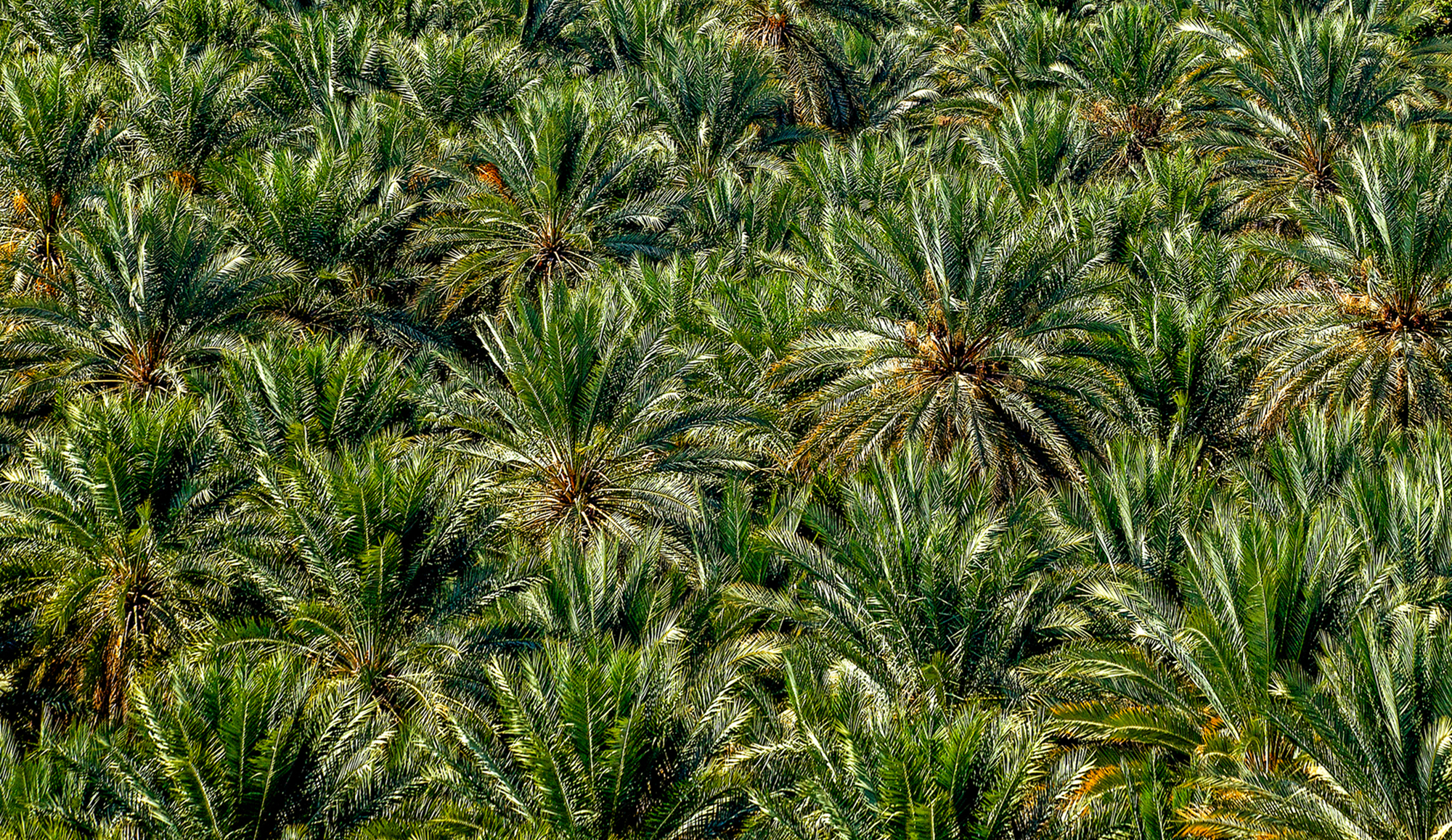 Palm tree di FrancescoPaolo