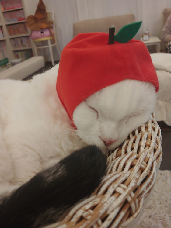 スペーシアカスタムの初コラボ・CT愛猫部・猫カフェに関するカスタム事例の投稿画像10枚目