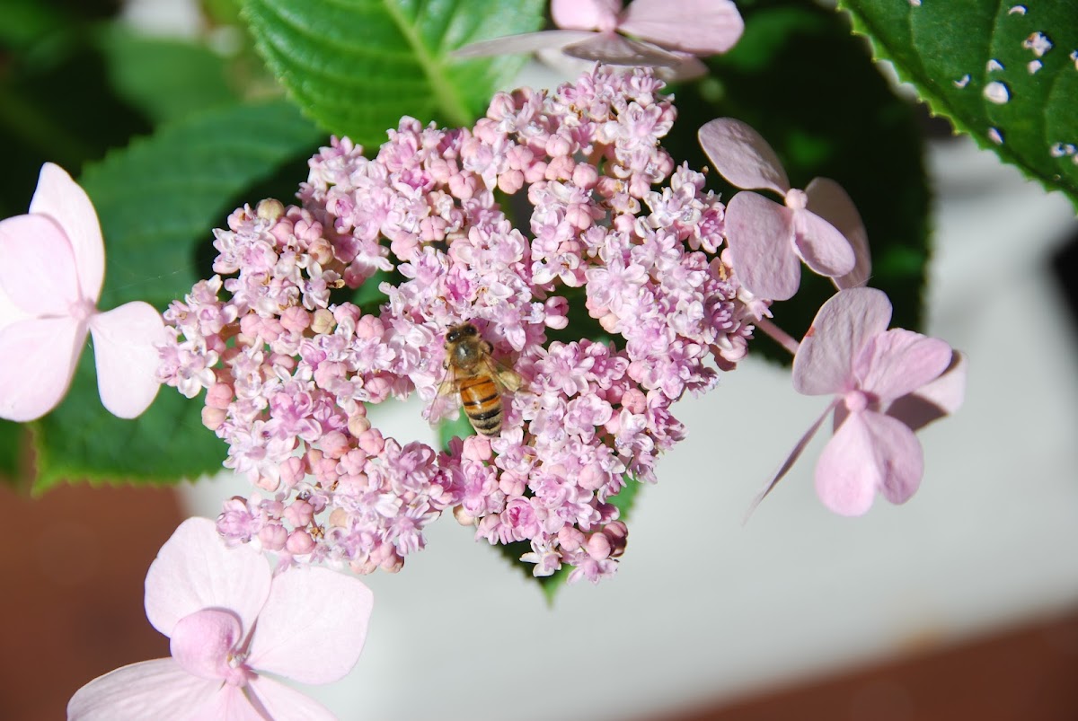 Western Honey Bee