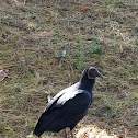 Turkey vulture