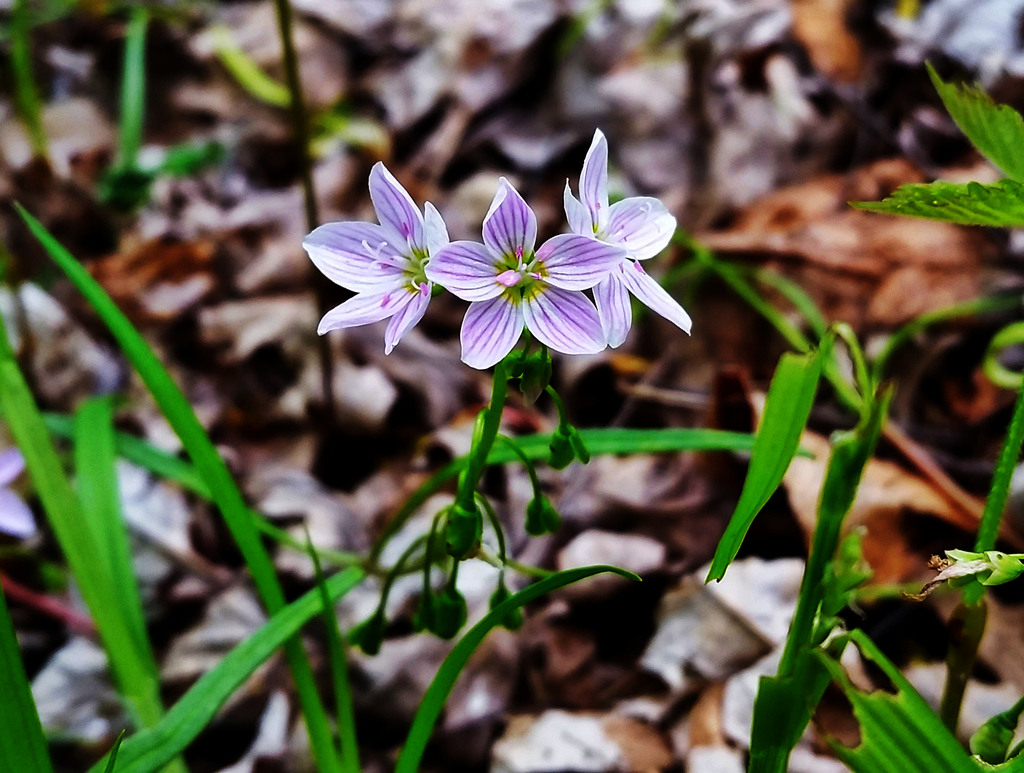 Spring Beauty