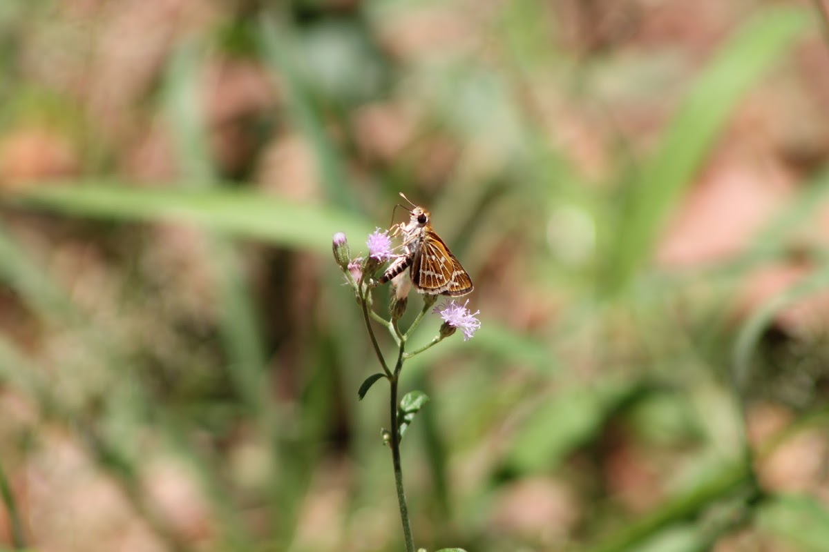 Common Grass Dart