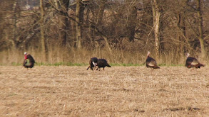 Rare Contact on Four Kansas Longbeards thumbnail