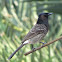 Red-vented bulbul (Himalayan race)