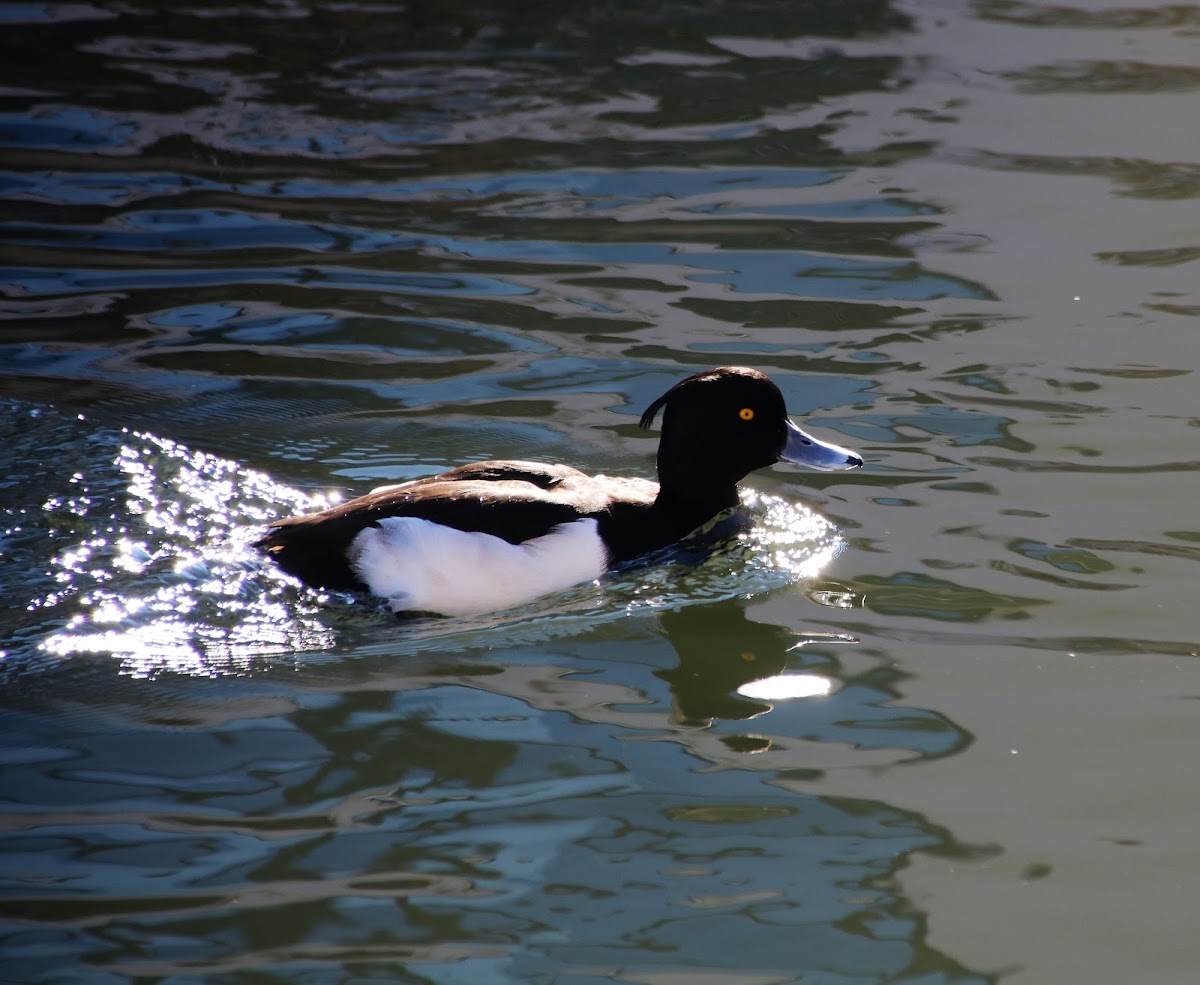 Tufted duck