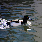 Tufted duck