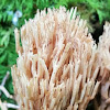 Coral fungus