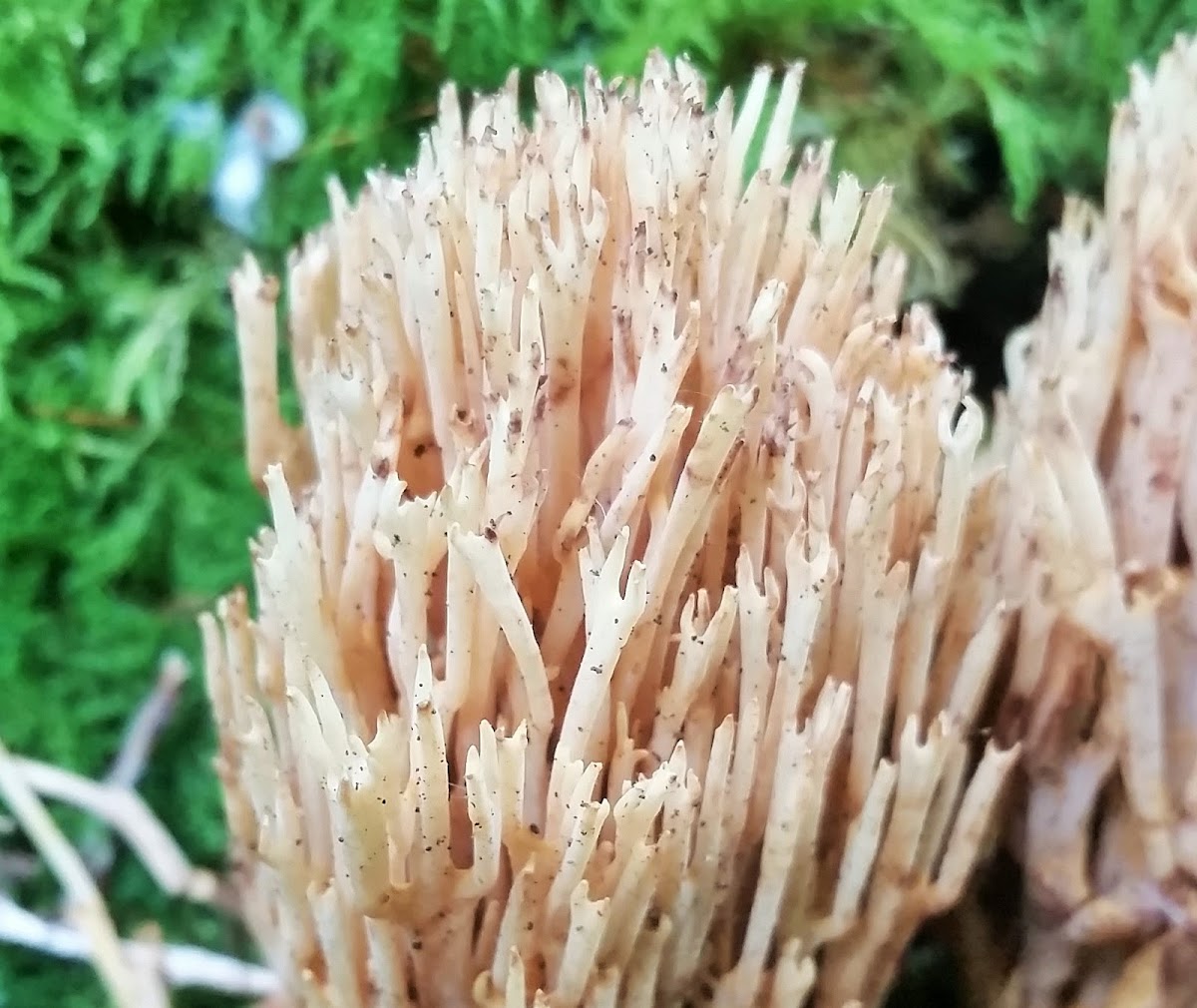 Coral fungus