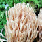 Coral fungus