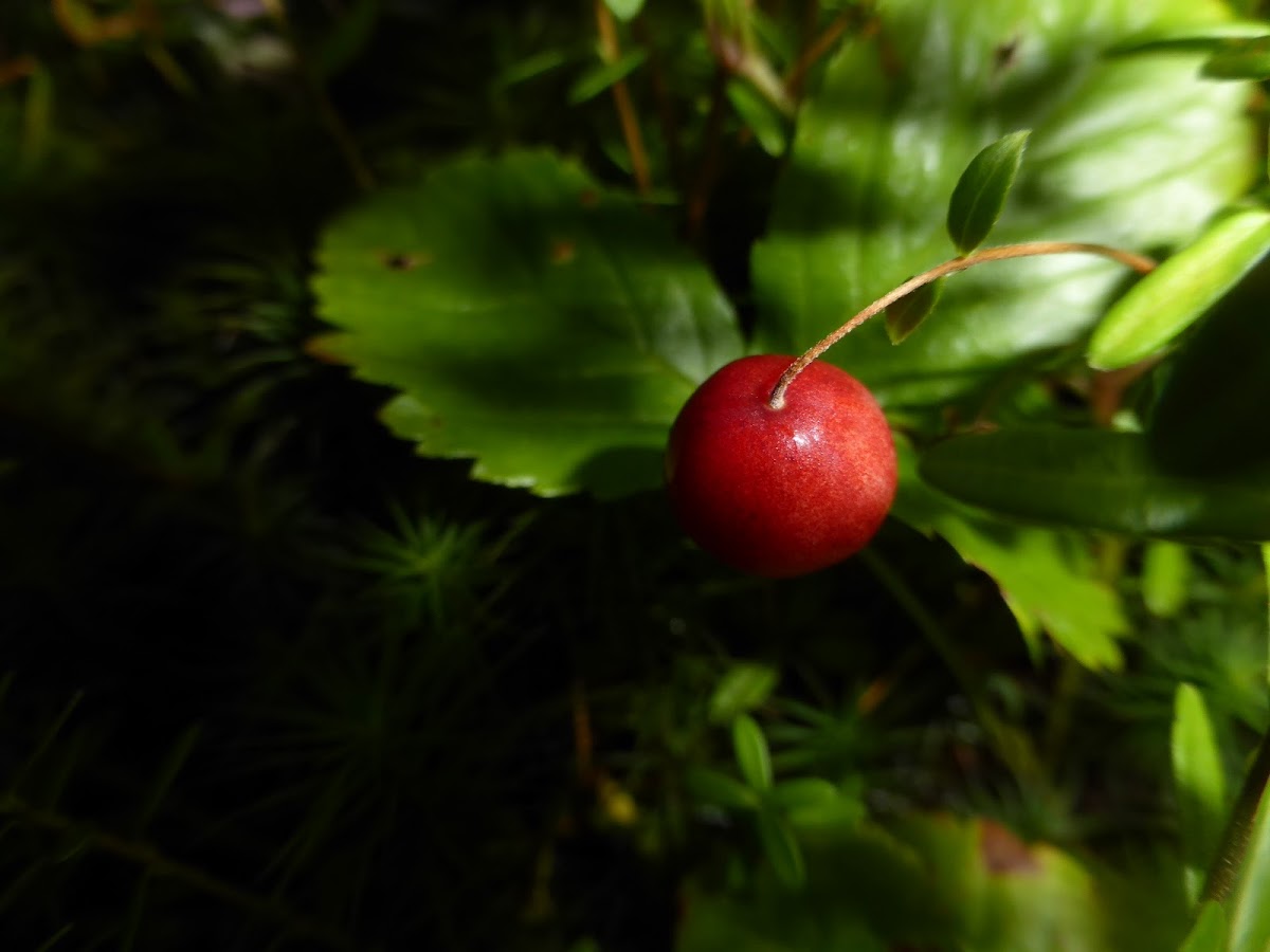 Wild Cranberry