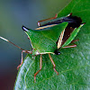 Stink bug