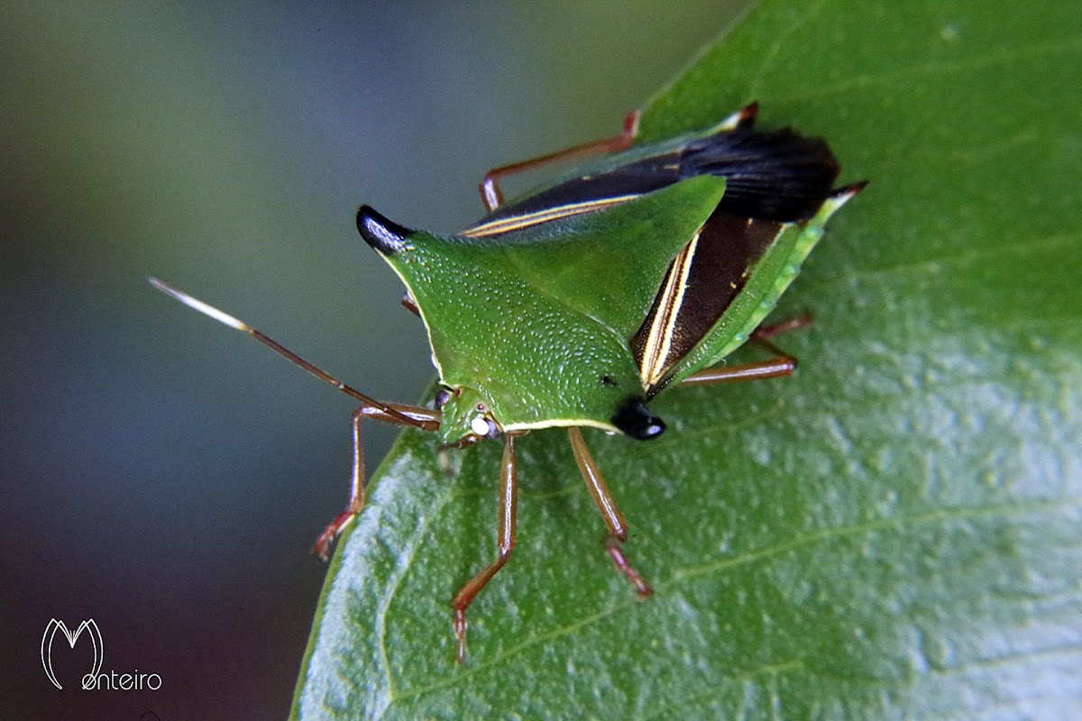 Stink bug