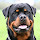 Rottweiler Wallpaper HD