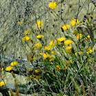 dandelion-like flowers