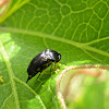 Tumbling Flower beetle