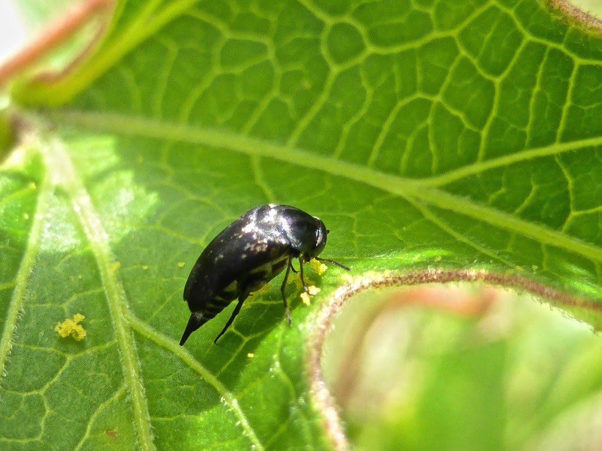 Tumbling Flower beetle