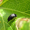 Tumbling Flower beetle