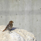 Black Redstart