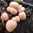 Wolf's Milk slime Mold