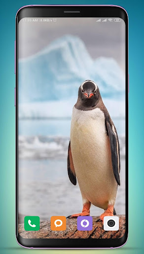 Penguin Wallpaper HD