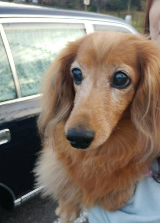 センチュリーのドライブ・葛西臨海公園・愛犬とドライブに関するカスタム事例の投稿画像2枚目