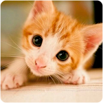 Cover Image of 下载 Kitten Wallpapers 1.0 APK