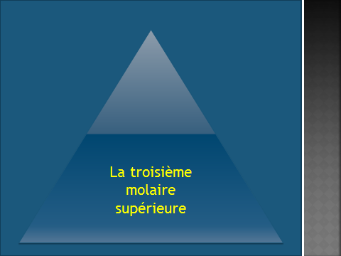 Les molaires supérieures