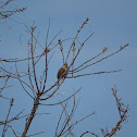 Song sparrow