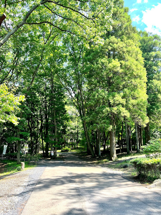 スカイラインのいつもイイネ&コメントありがとうございます🙇‍♂️・新緑に溶け込む相方さん・近所での新緑狩り・天际线　Tian Ji Xian・孫守りの下見と成長具合❗️に関するカスタム事例の投稿画像3枚目