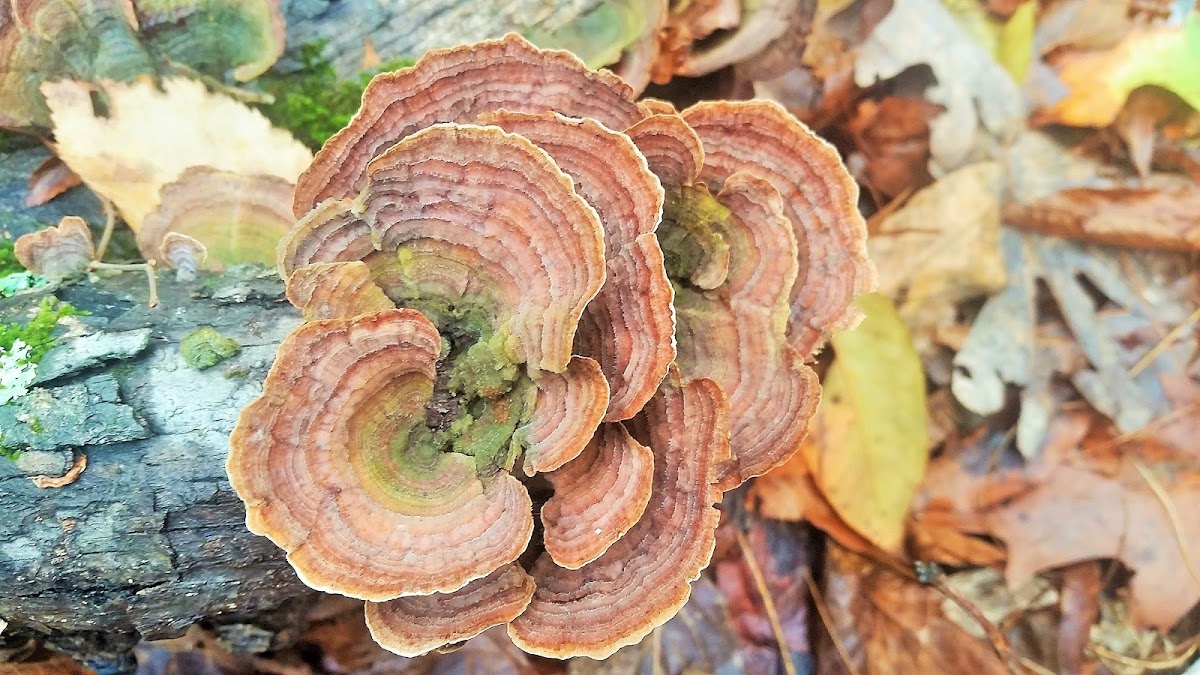 False turkey-tail