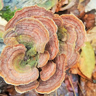 False turkey-tail