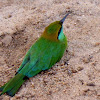 Green Bee-eater