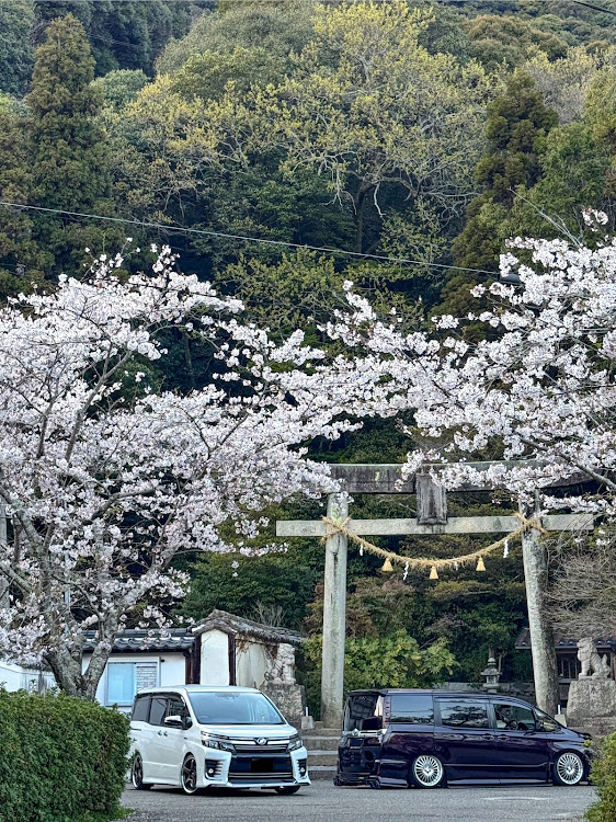 ヴォクシーの身内コラボ・iPhone15pro・桜と神社・岩国・日本の春に関するカスタム事例の投稿画像1枚目