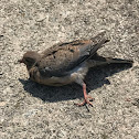 Mourning dove