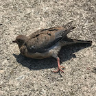 Mourning dove