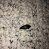 Ground Beetle