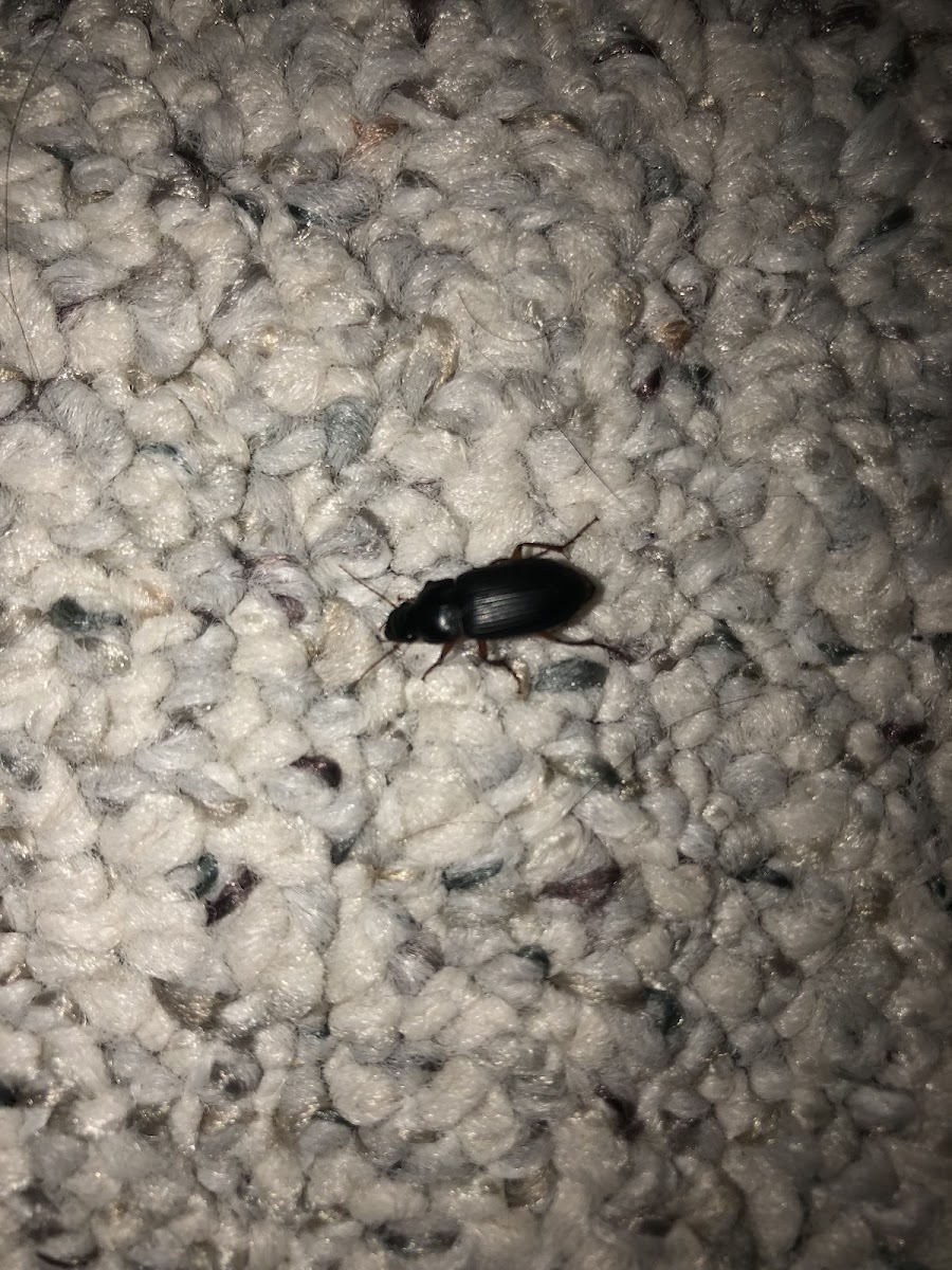 Ground Beetle