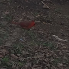 Northern Cardinal