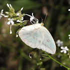 Large orange sulphur (female)