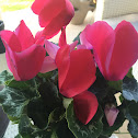 Persian Cyclamen