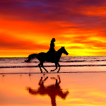 Horse Live Wallpapers Apk