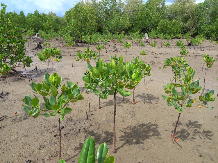 Young mangrove trees growing in restored land at Bonje in Kwale county on April 27, 2023.