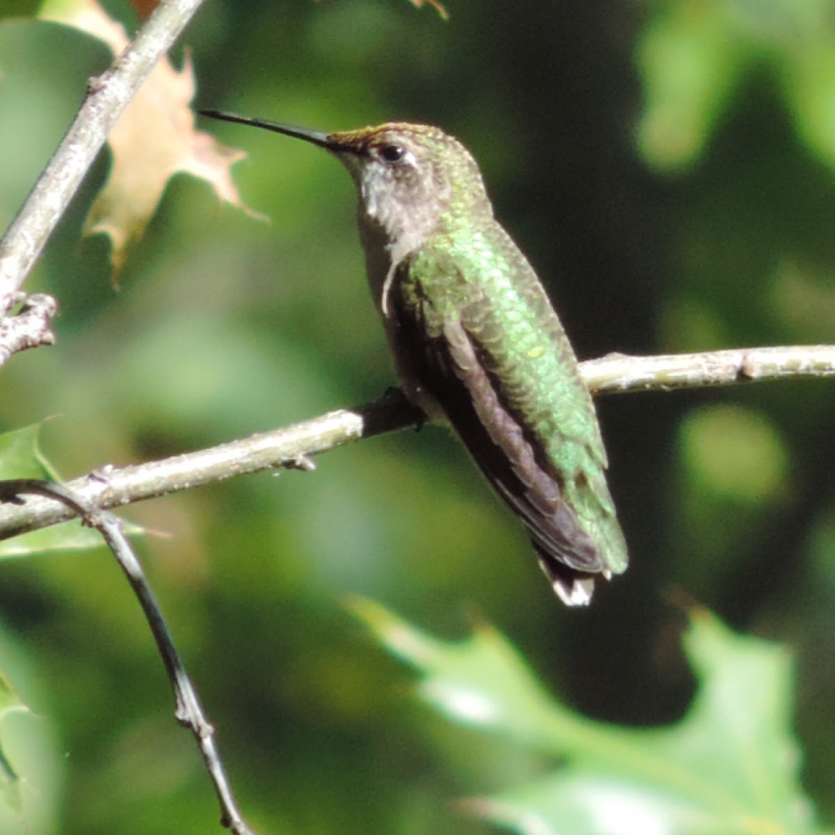 Ruby-throated Hummingbird   female