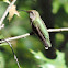 Ruby-throated Hummingbird   female