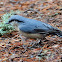 Eurasian nuthatch; Trepador Azul