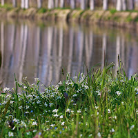 riflessioni  di primavera di 