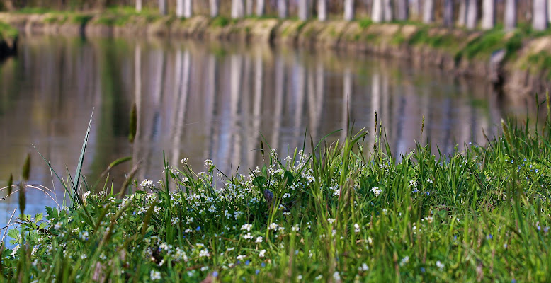 riflessioni  di primavera di alber52