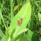 Milkweed Longhorn Beetle